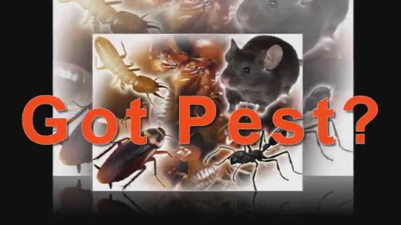 Pest Control Fayetteville, NC Hope Mills, NC 9104256415 YouTube