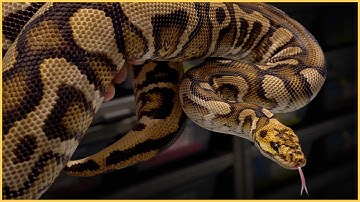 Insanely Dark Ball Pythons You Need To See!