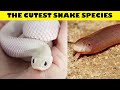 The CUTEST SNAKES in the world | Snakes can be cute too