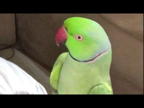 استمع إلى ببغاء الدرة المتكلم بطلاقة اكثر من ٤ ساعات متواصلة