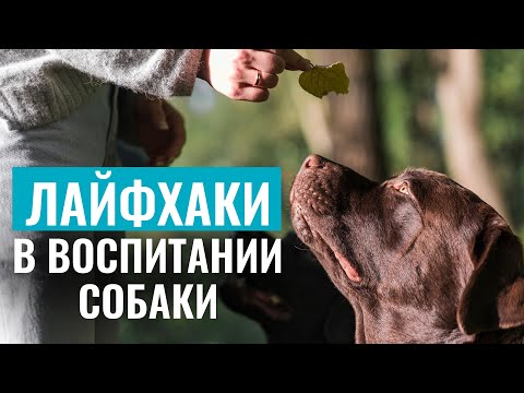 ТОП-5 ЛАЙФХАКОВ в воспитании и дрессировке собак! Советы от экспертов школы “ЛавГав”