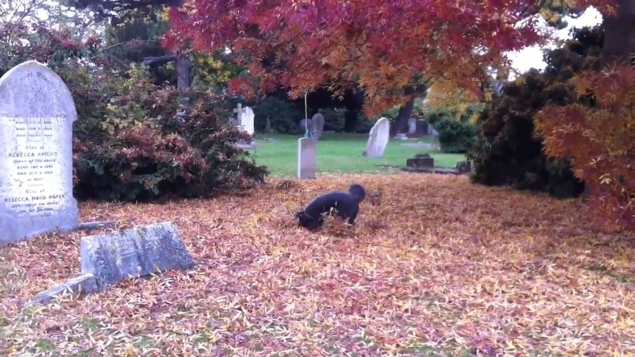 Nangadode Ninjadoodle discovers autumn leaves - YouTube