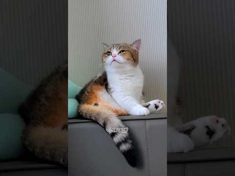 Кошачий психолог, часть 5😹  Парень говорящий с котами #шпакович #котики #говорящийкот #ржака