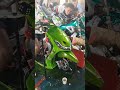 GREEN MIO FULL MODIFIED AT MOTORSHOW