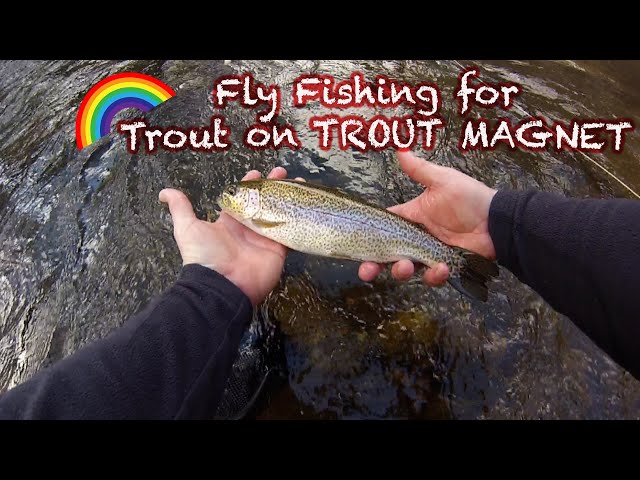 Can you use a TROUT MAGNET with a FLY ROD?? 