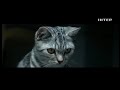 Реклама корма для котов Whiskas (3) (Интер, апрель 2020)