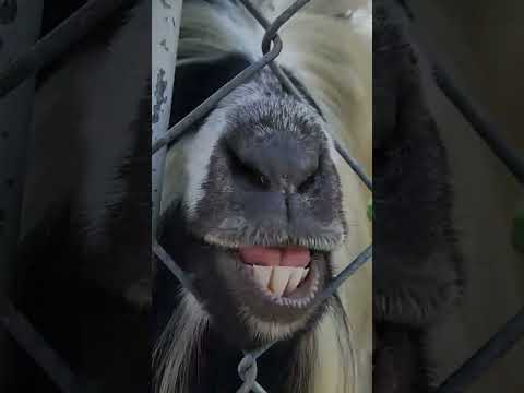 Video Chú dê có hàm răng trắng đều như bắp ở Mỹ Quỳnh safari... - youtube