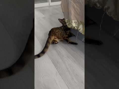 Бенгальская кошка Смешной