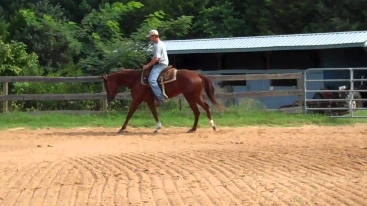 Dont Touch Zip 3 yr old AQHA filly for sale YouTube