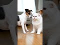 dog and cat