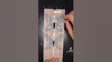 #Entomology #Insects  #Entomologist #Butterflies #Beetles #BugHunting #BugID #InsectCollection