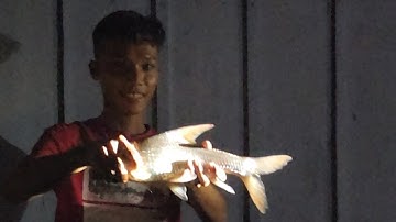 Câu cá cóc sông Hậu bè Vàm Cống mùa nước nổi