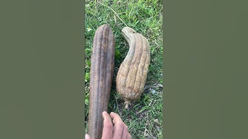 Công dụng sơ mướp giá khô #covenduongvlogs #caycomui #caybuttre #câythuốcquý #caycanh