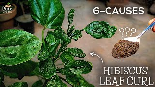 How To Treat Hibiscus Leaf Curl Problem? (CAUSES & CURES)