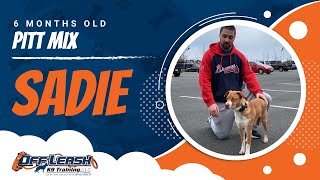 Sadie, 6 Months Old | Pitt Mix Dog Training |  Off Leash K9