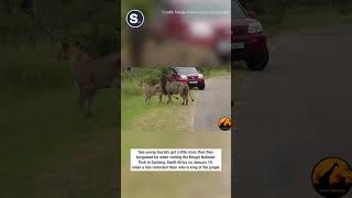 Lion&#39;s Roar Reminds Tourists to Stay Inside Car