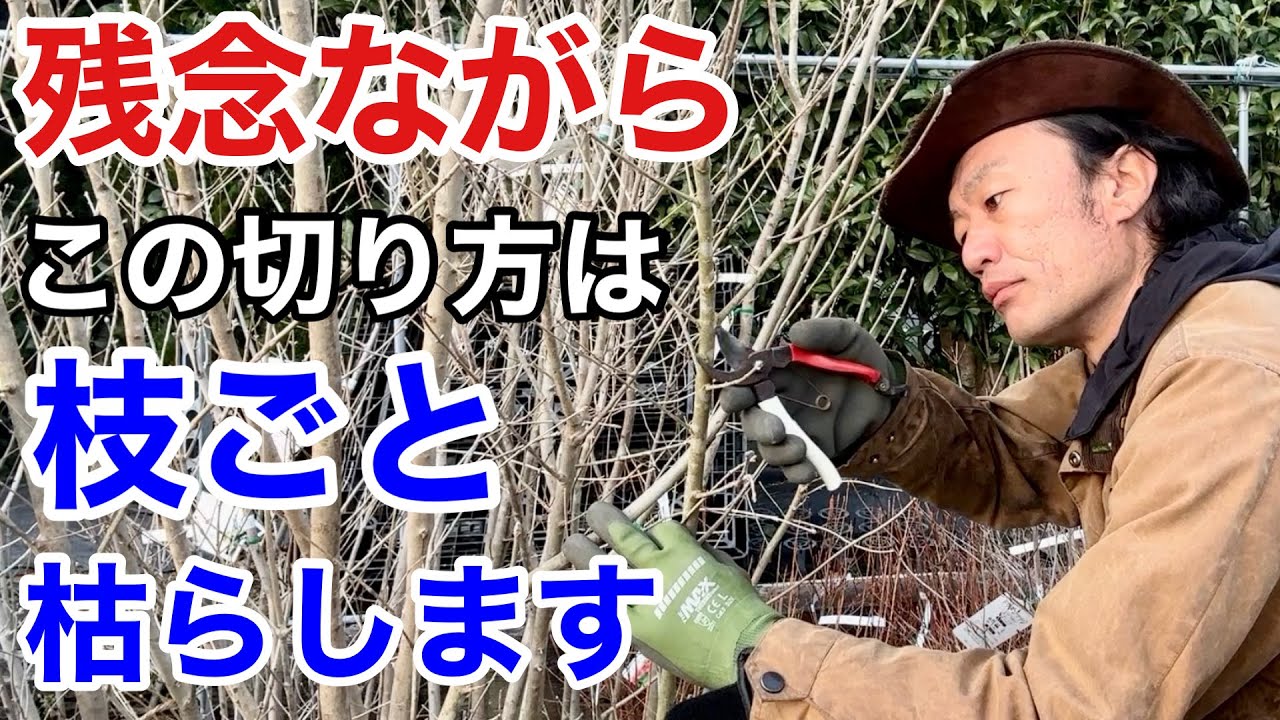 Pruning Rules] Even beginners will learn how to prune plants