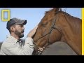 Horses Help Heal Veterans' Invisible Wounds | National Geographic