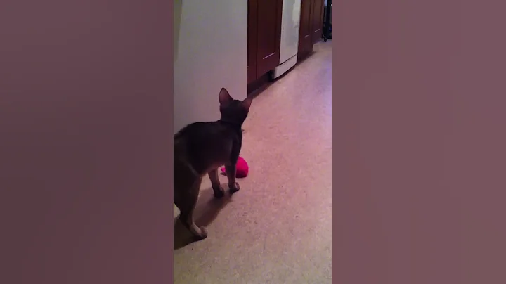 Watch the video about Abyssinian kitten plays fetch like a dog.