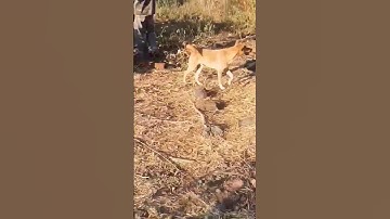 xe công nông độ 1 cầu lên dốc