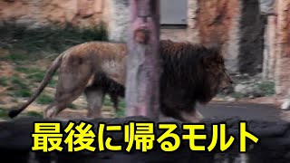 最後に帰るモルト　〜 Lion (ライオン)〜　多摩動物公園