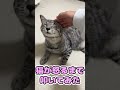 猫が怒るまで頭を叩いてみた #Shorts #猫 #cat