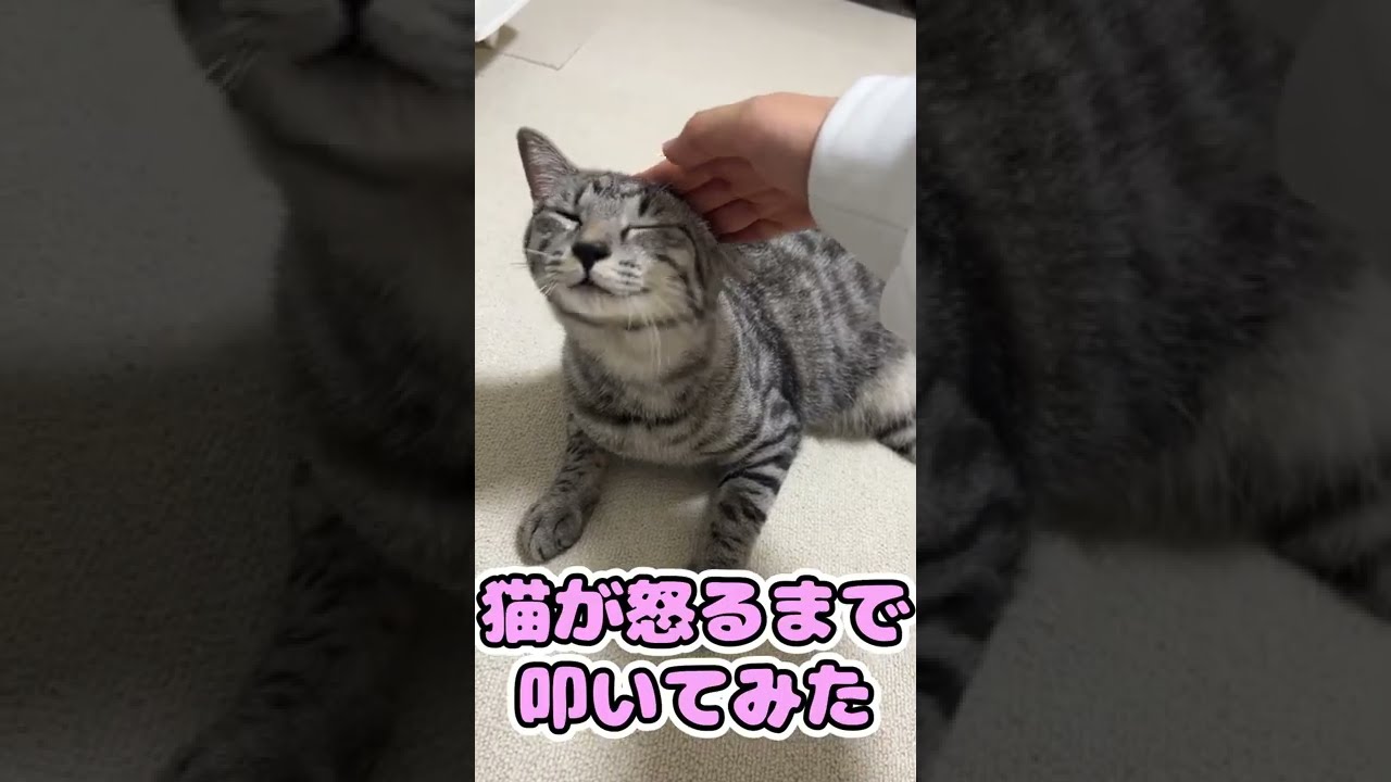 猫が怒るまで頭を叩いてみた Shorts 猫 Cat Youtube