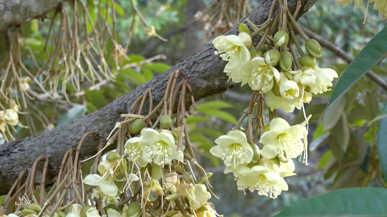 AGRICULTUREការថែទាំទុរេនពេលកំពុងចេញផ្កនិងក្តឹប How to caring for durian