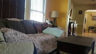 22 Yr. Old Cat Turns into Ninja Kitty Wealth