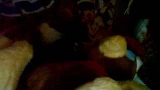 Webkinz Bloopers