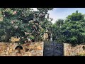 B&B Chorisia | San Teodoro, Italy | Hotel Review 🛏️