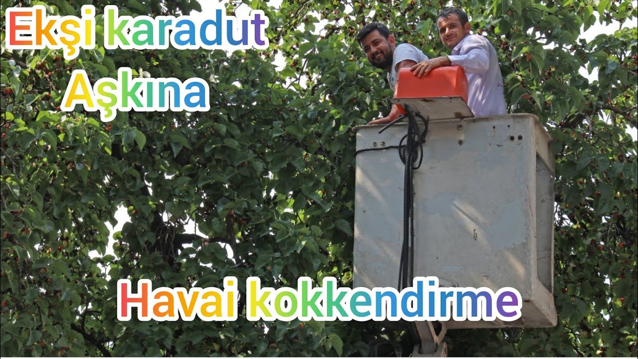 Ekşi karadut dalında köklendirme Air layering Mullberry