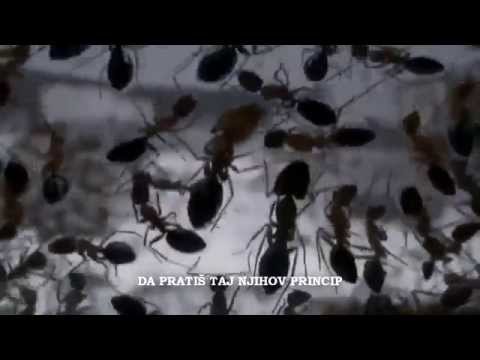 Video: Kraljevski Mravinjak