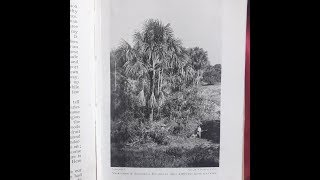 Storytime with Knee, Headhunters of the Amazon, Chapter 4 - The Coming of Jack Rouse