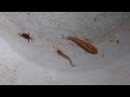 village fish climbing, Cat playing, crab playing, fish climbing,  মাছের খেলা,,কাকড়ার খেলা।