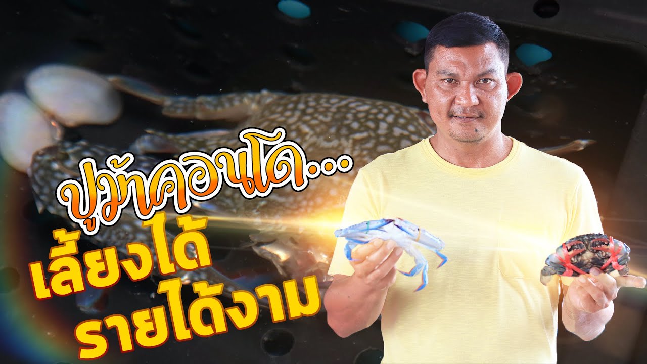 จับปูม้าใส่คอนโด.. เลี้ยงได้ ทำได้จริง