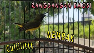 Cuit Cuit Panggilan Sogon TROTOL ini Sangat Ampuh bikin GACOR semua sogon #sogongacordor #sogon