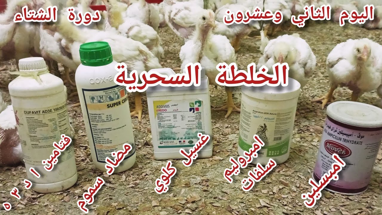 اليوم ٢٢ اقوي أدوية في تربية الدواجن لعلاج الكوكسيديا والكلوسترديا ( احمر _ اصفر _ بني _ اخضر )