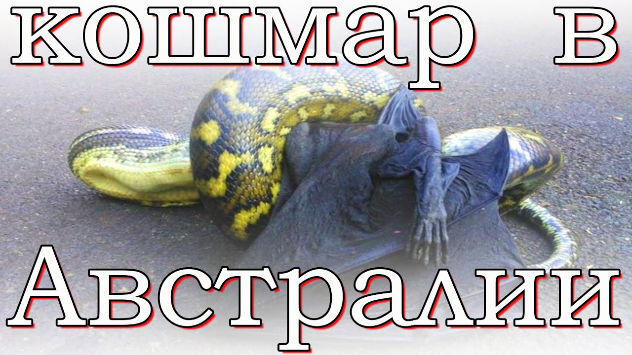 ужасы австралии фото онлайн