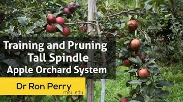Training and Pruning Tall Spindle Apple Orchard System | Dr Ron Perry | myFUGE Gardener