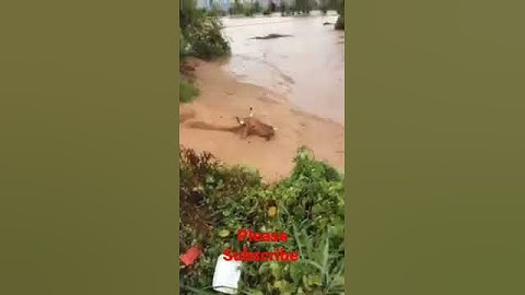 flood in Pakistan||flood 2022||selab 2022 #shorts #shortsvideo #shortvideo