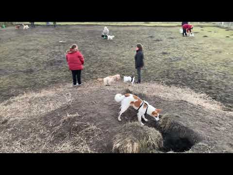 Video: Studie Foreslår At Små Hunder Er Uærlige Om Størrelse Når Hundemerking Er