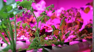 Experiential Learning with Innovative Extracts CBD | Mount Aloysius College