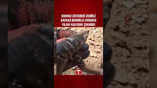 Kırmızı Listedeki Zehirli Kafkas Burunlu Engerek Yılanı Kafasını Çıkardı! #Shorts