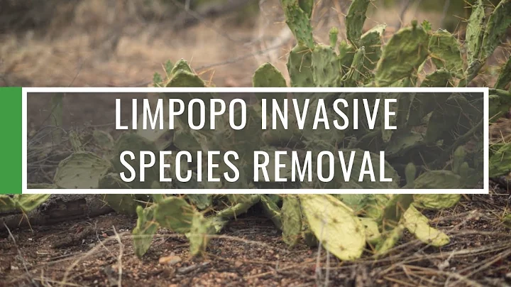 Invasive Species Removal | South Africa Limpopo | GVI