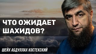 Что ожидает шахидов?