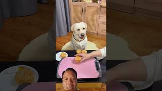 Anjing Ngambek Dikasih Roti, Ternyata Ada Bebek Goreng Disembunyiin! 🤣🐶#AnjingNgambek#AnjingLucu#FYP