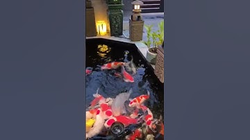 Hướng dẫn chống thấm hồ cá koi P4 #shorts #short #hocakoi #hokoi