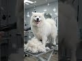 Deshedding challenge final trans… #dogcare #beforeandafter #petgrooming #cutedogs #pets #dogshorts