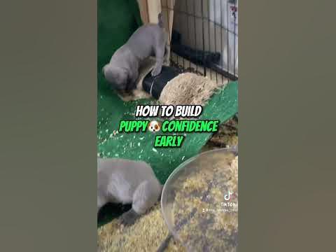 How to build Puppy confidence early 🐶 #puppies #puppylife